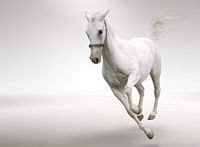 pic for White Horse 